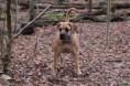 /album/anka/kleine-bos-29-jpg/